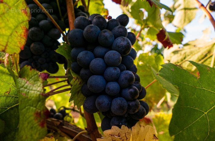 Terrain à CHATEAUMEILLANT