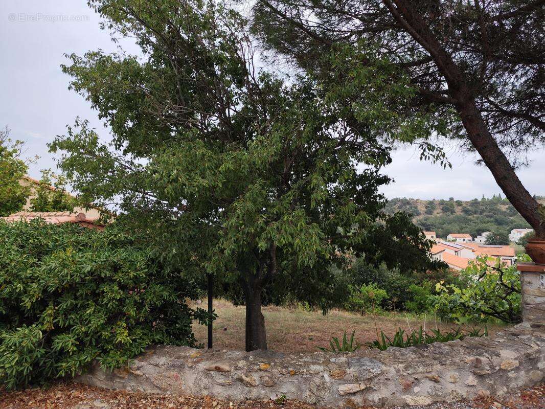 Terrain à MONTESQUIEU-DES-ALBERES