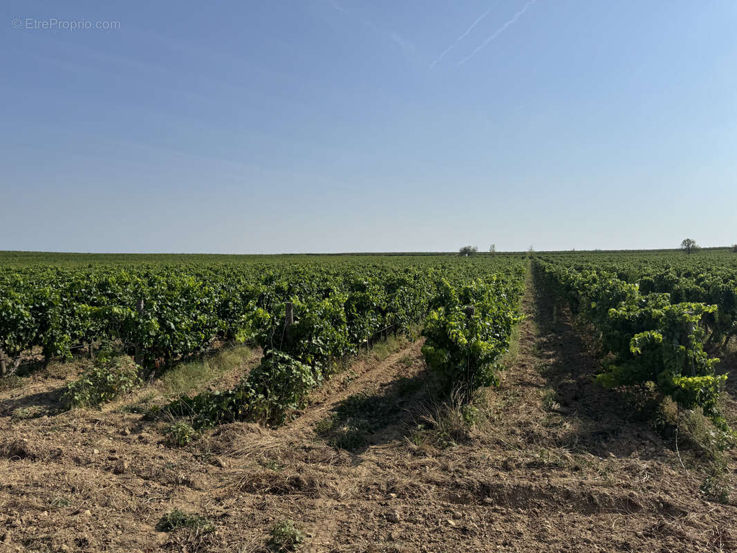 Maison à SAINT-CHINIAN