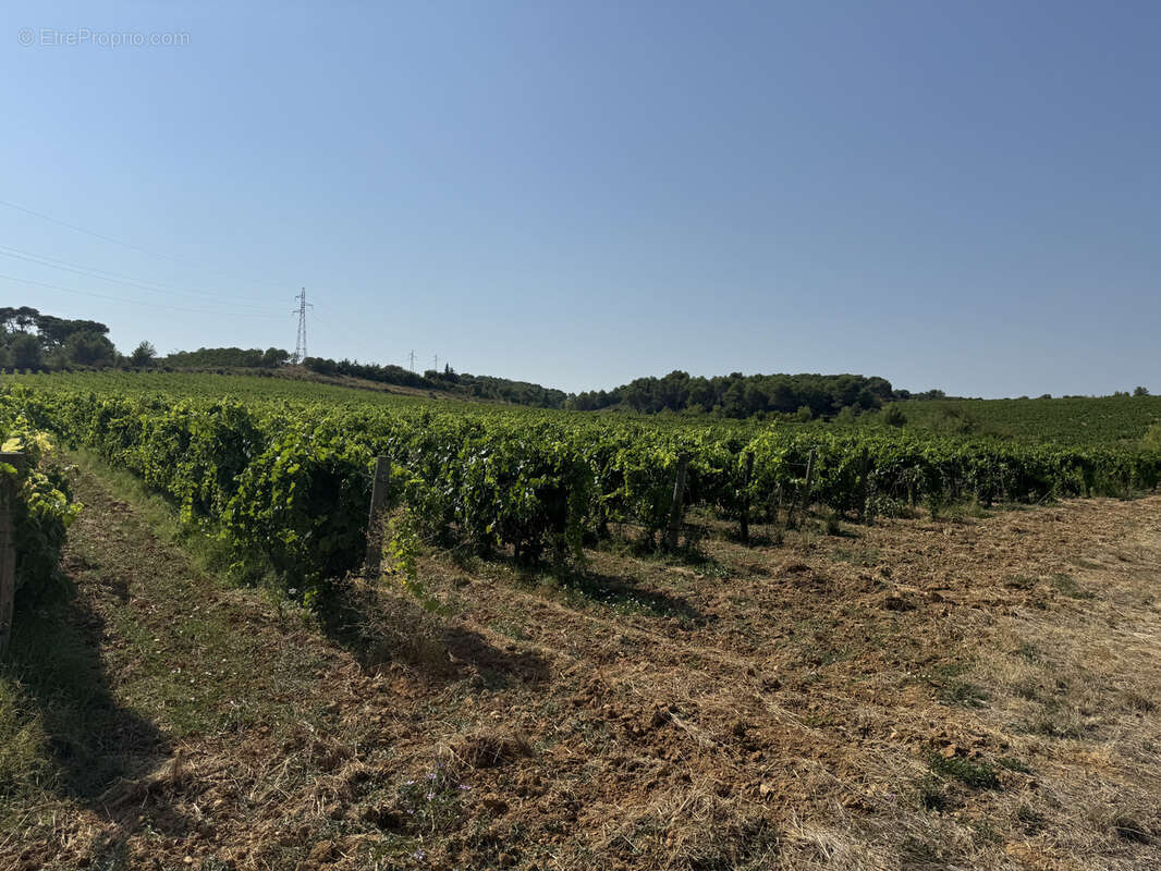 Maison à SAINT-CHINIAN