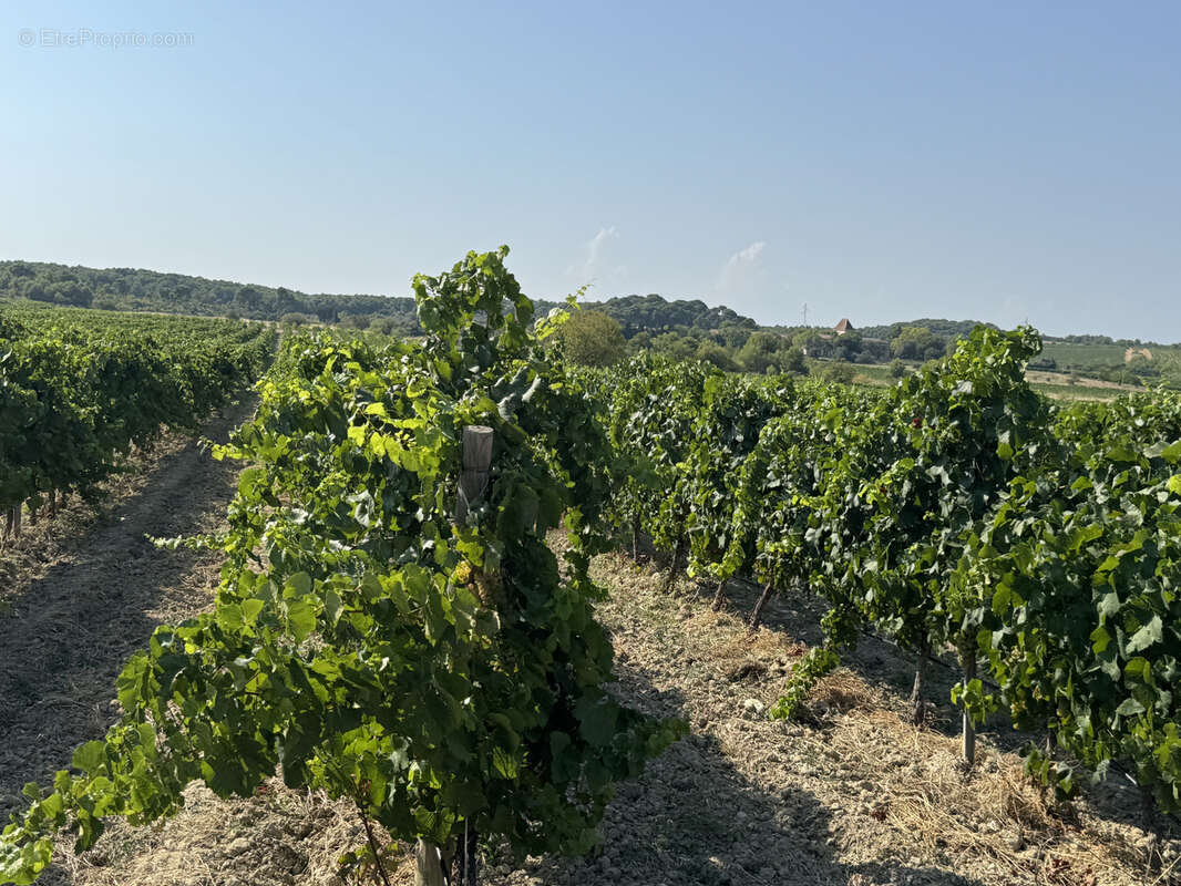 Maison à SAINT-CHINIAN