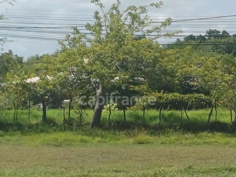 Terrain à PETIT-CANAL