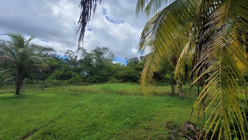 Terrain à SAINT-LAURENT-DU-MARONI