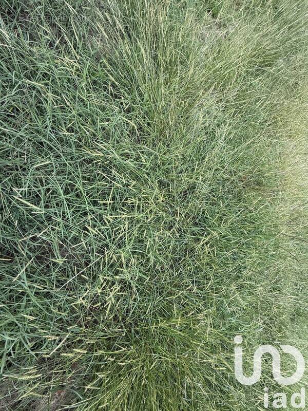 Photo 1 - Terrain à SANGUINET