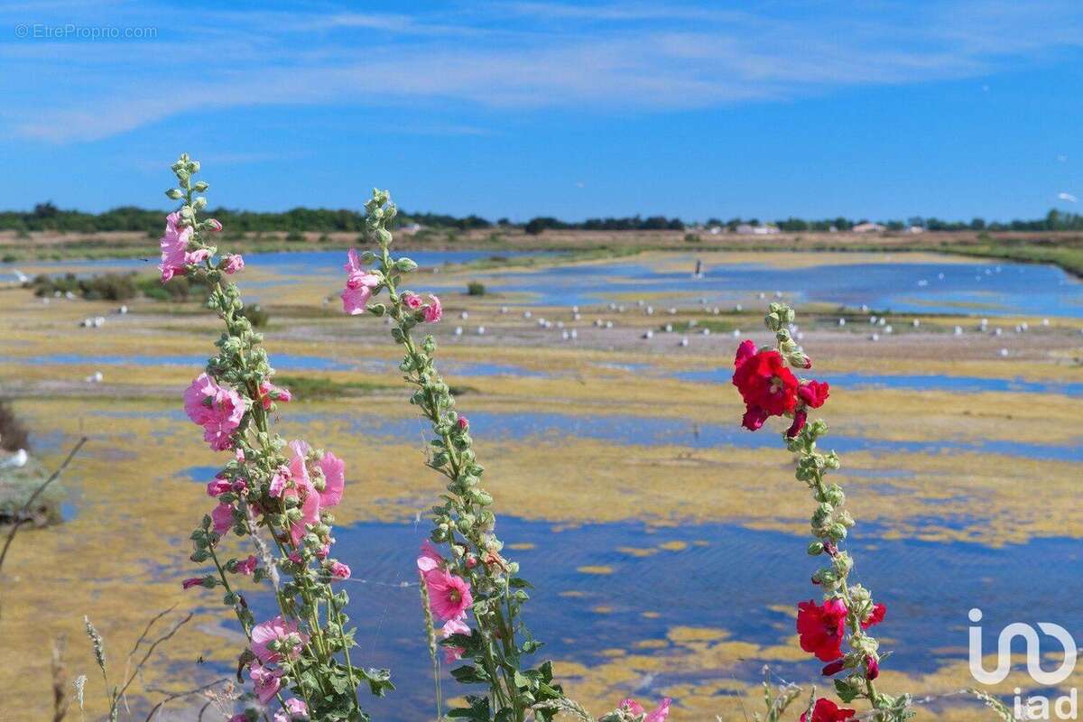 Photo 6 - Commerce à SAINT-MARTIN-DE-RE