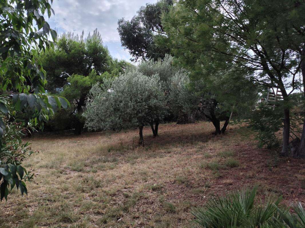 Maison à MONTESQUIEU-DES-ALBERES