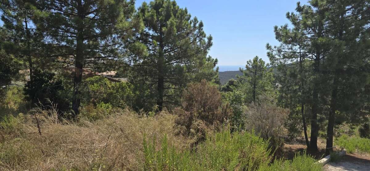 Terrain à SARI-SOLENZARA