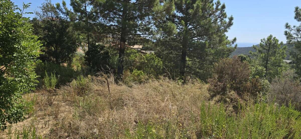 Terrain à SARI-SOLENZARA