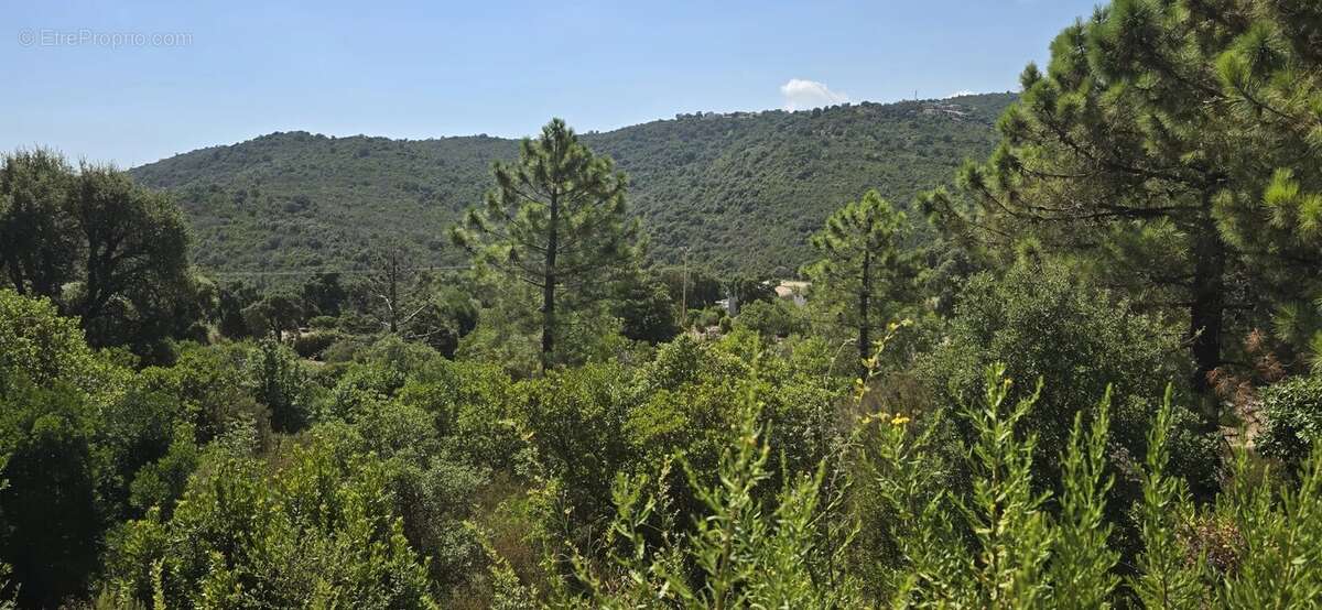 Terrain à SARI-SOLENZARA