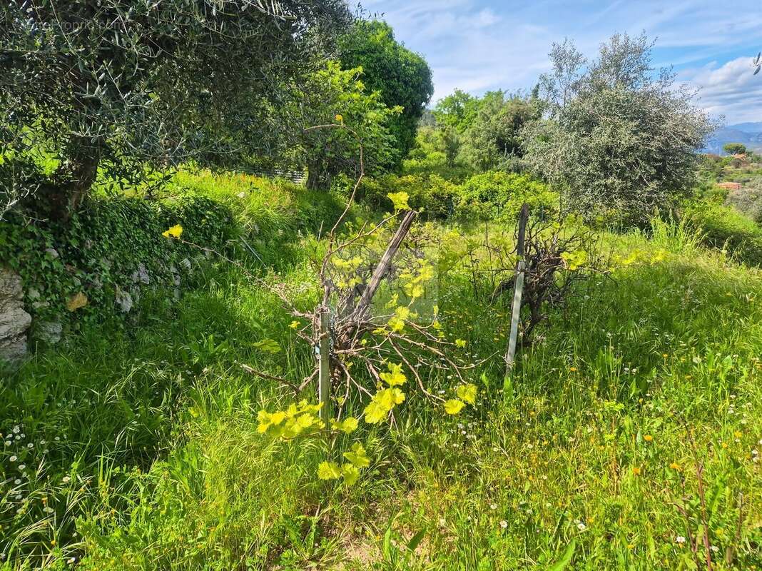 Terrain à CHATEAUNEUF-VILLEVIEILLE