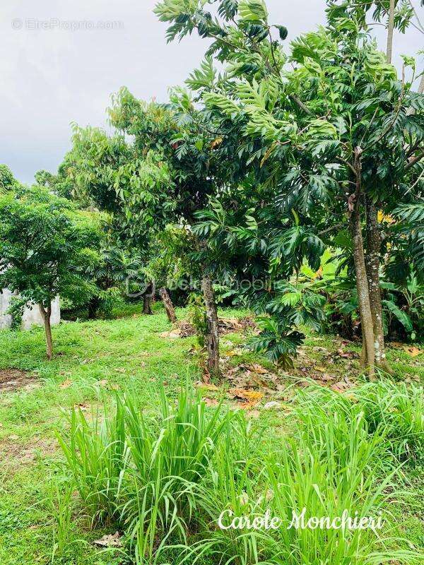 Maison à SAINTE-ROSE