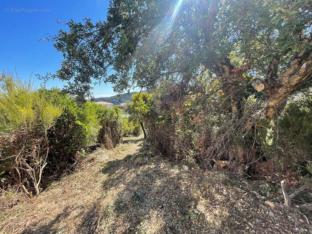 Terrain à SANTA-MARIA-DI-LOTA