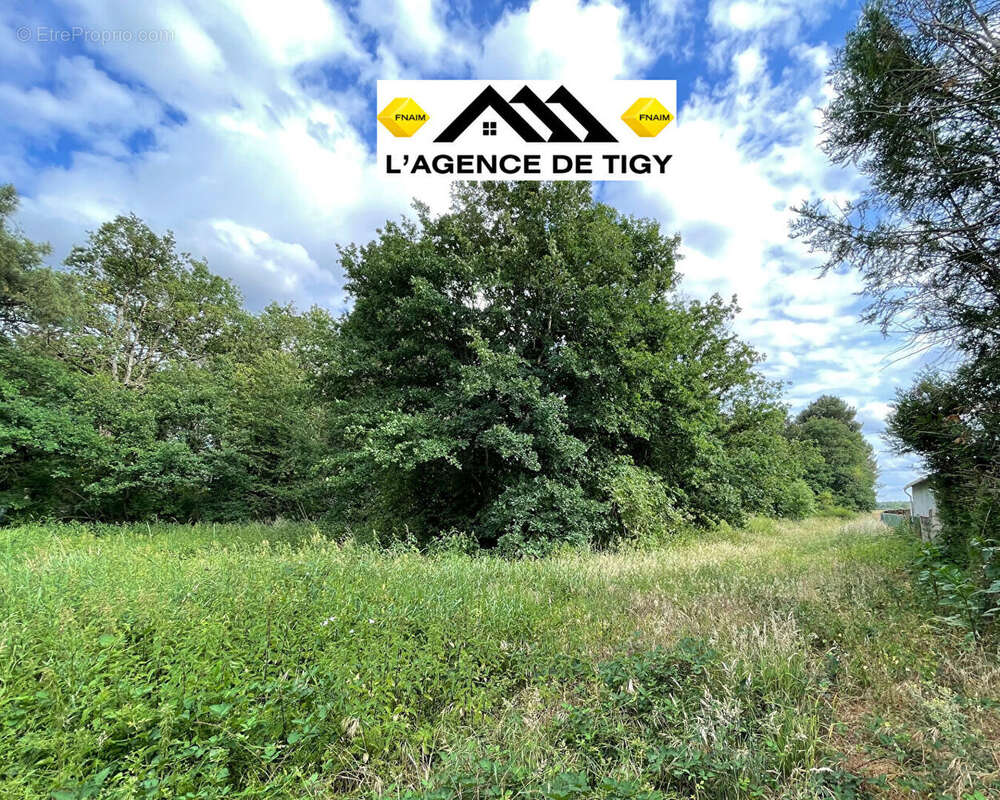 Terrain à NEUVY-EN-SULLIAS