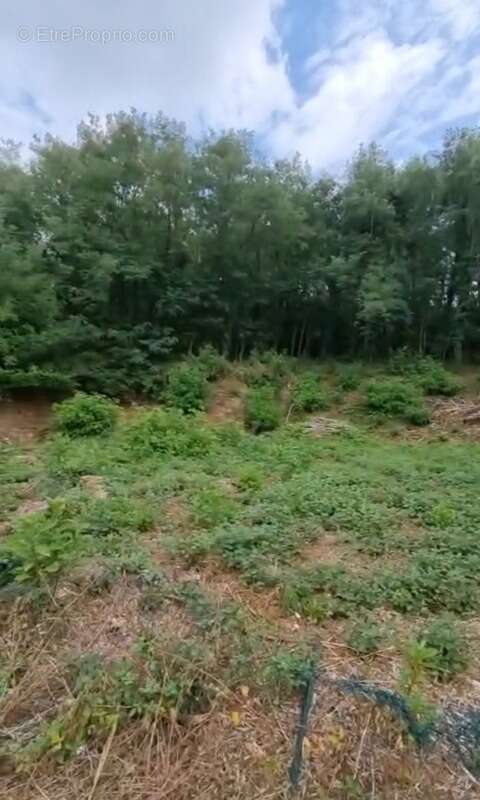 Terrain à BRIVE-LA-GAILLARDE