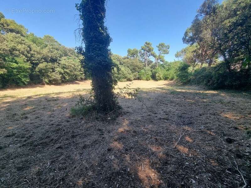 Terrain à SAINT-GEORGES-D&#039;OLERON