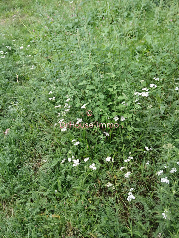 Terrain à SAINT-CYR-SUR-MENTHON