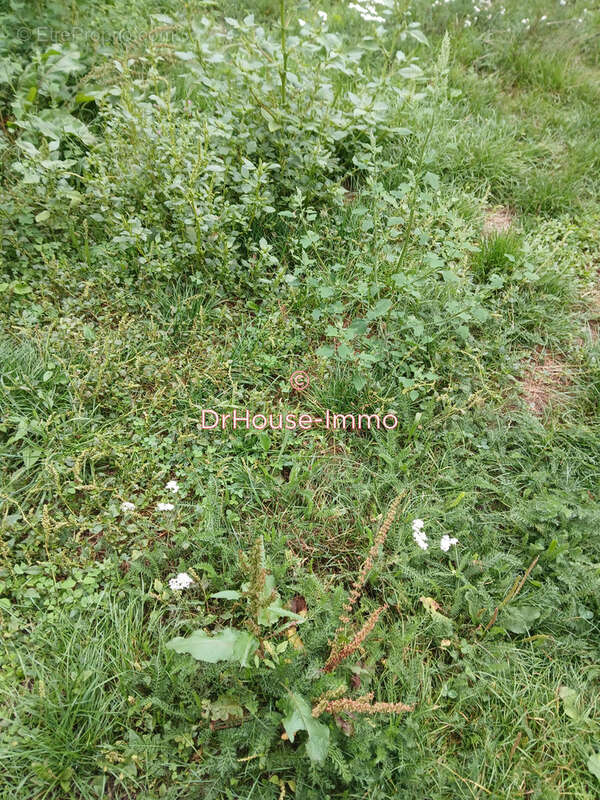 Terrain à SAINT-CYR-SUR-MENTHON