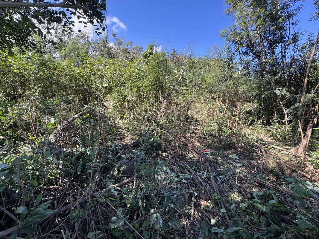Terrain à SAINT-PIERRE