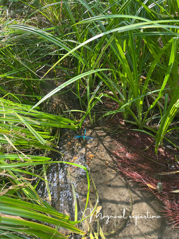 Maison à MONTREDON-LABESSONNIE