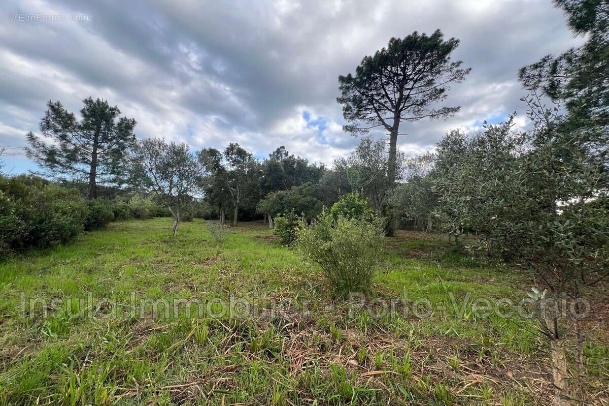 Terrain à PORTO-VECCHIO