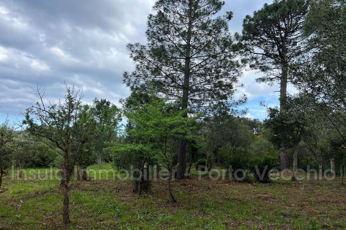 Terrain à PORTO-VECCHIO