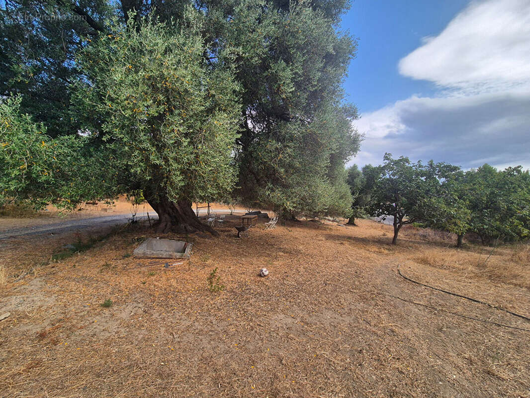 Maison à SANTO-PIETRO-DI-TENDA