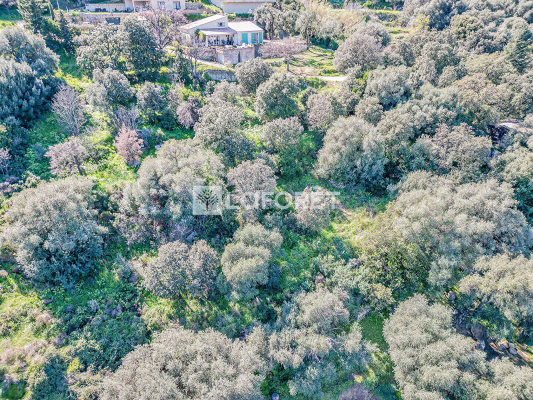 Terrain à SANTA-REPARATA-DI-BALAGNA