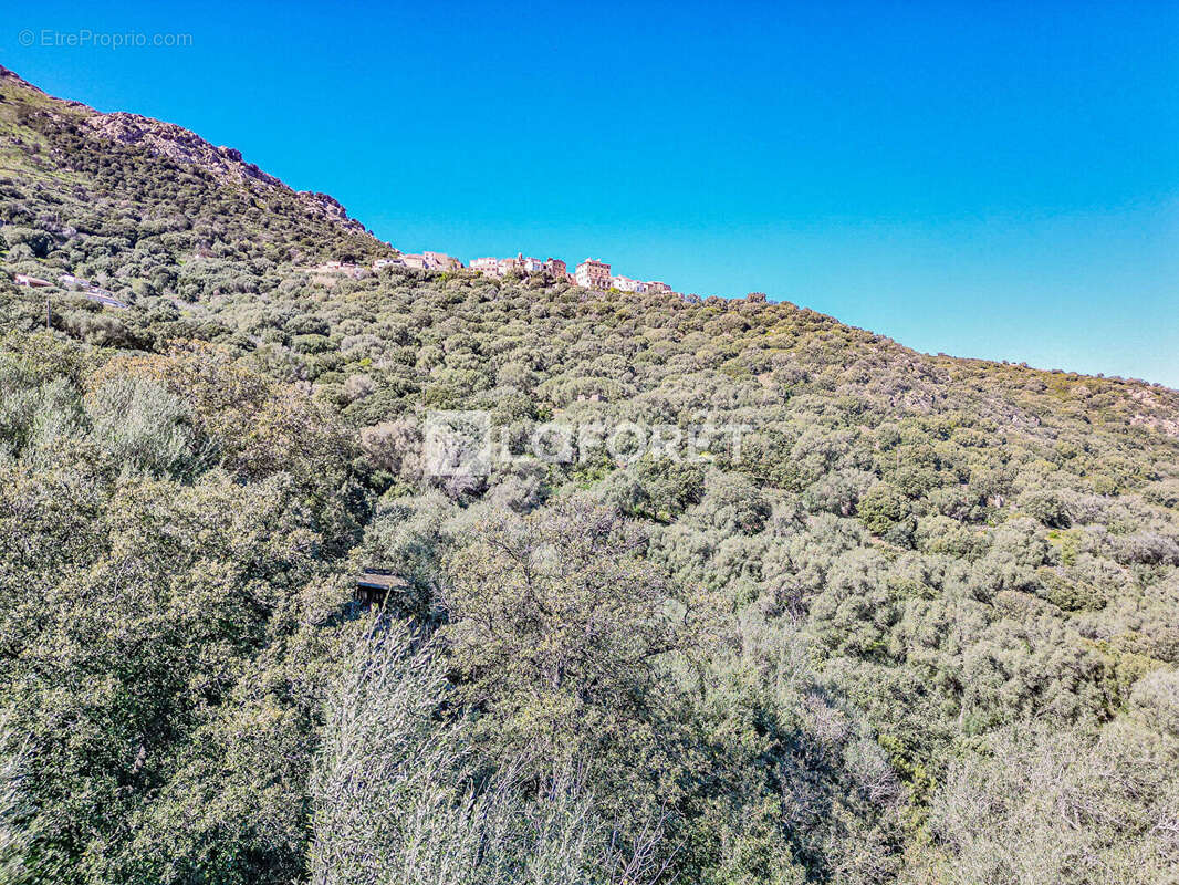 Terrain à SANTA-REPARATA-DI-BALAGNA