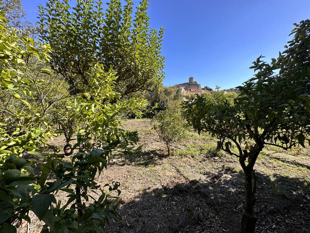Terrain à LAROQUE-DES-ALBERES