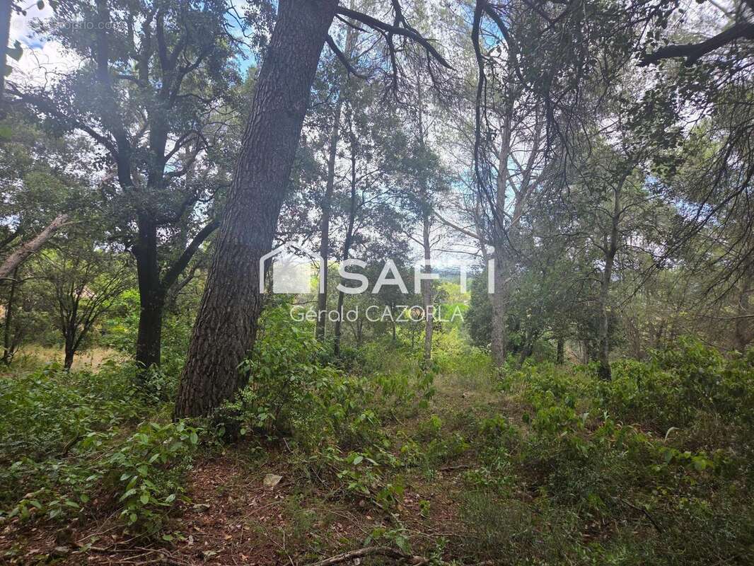 Photo 3 - Terrain à MURVIEL-LES-MONTPELLIER