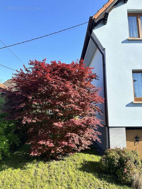 Façade Nord - Maison à HOENHEIM