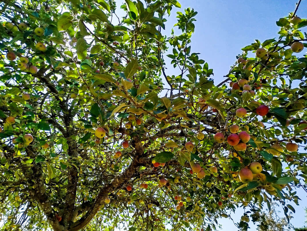 Maison à SAINT-ANDRE-ET-APPELLES