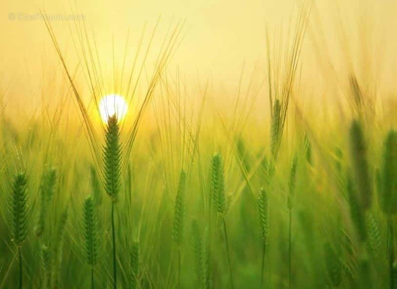 Terrain à LA GUERINIERE