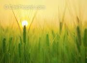 Terrain à LA GUERINIERE