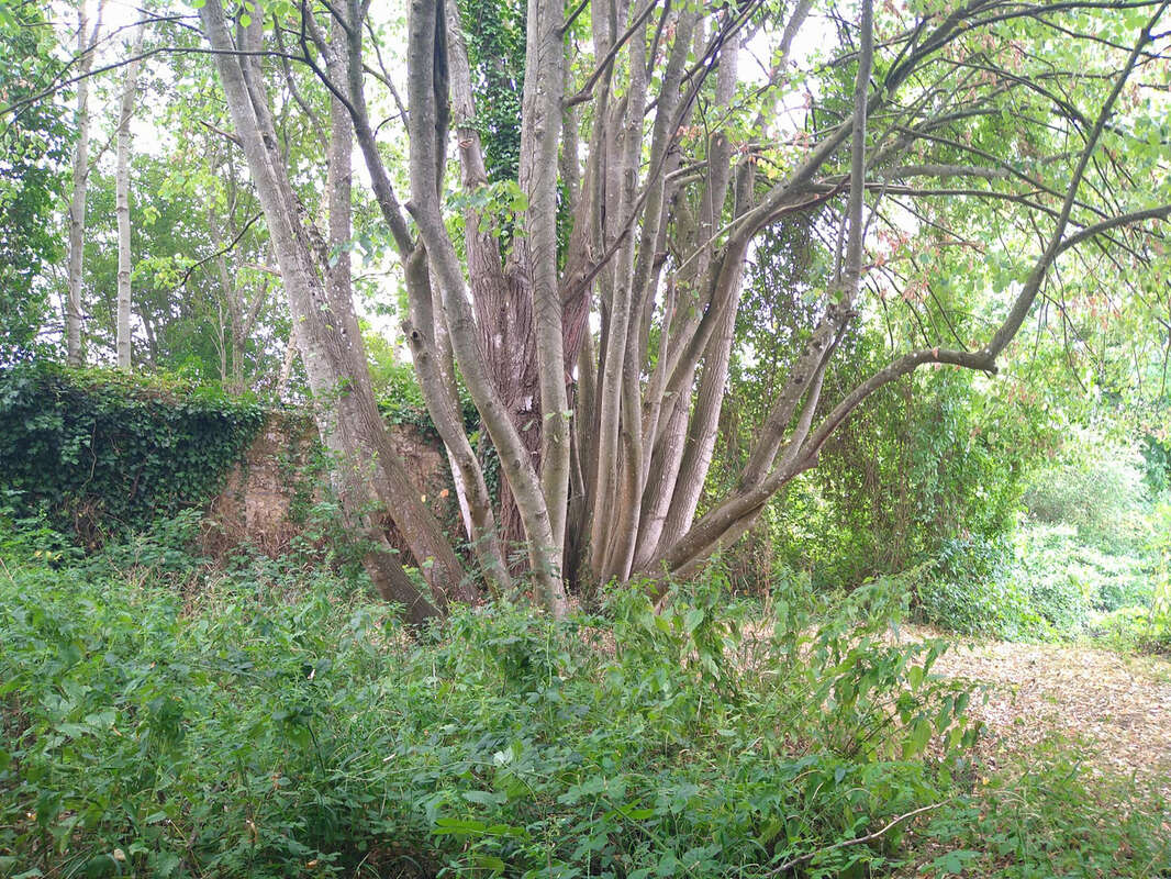 Terrain à SAINT-AUBIN-DE-LOCQUENAY
