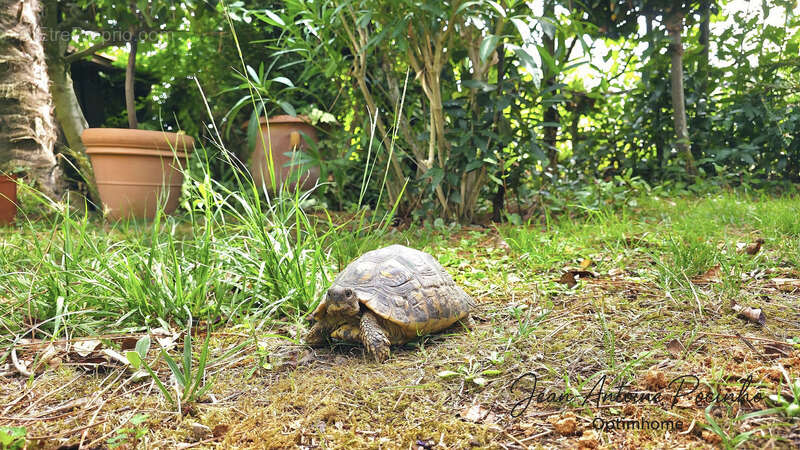 Maison à SAINT-THOMAS