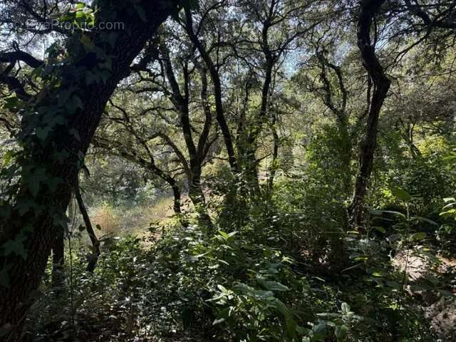 Terrain à SAINTE-ANASTASIE-SUR-ISSOLE