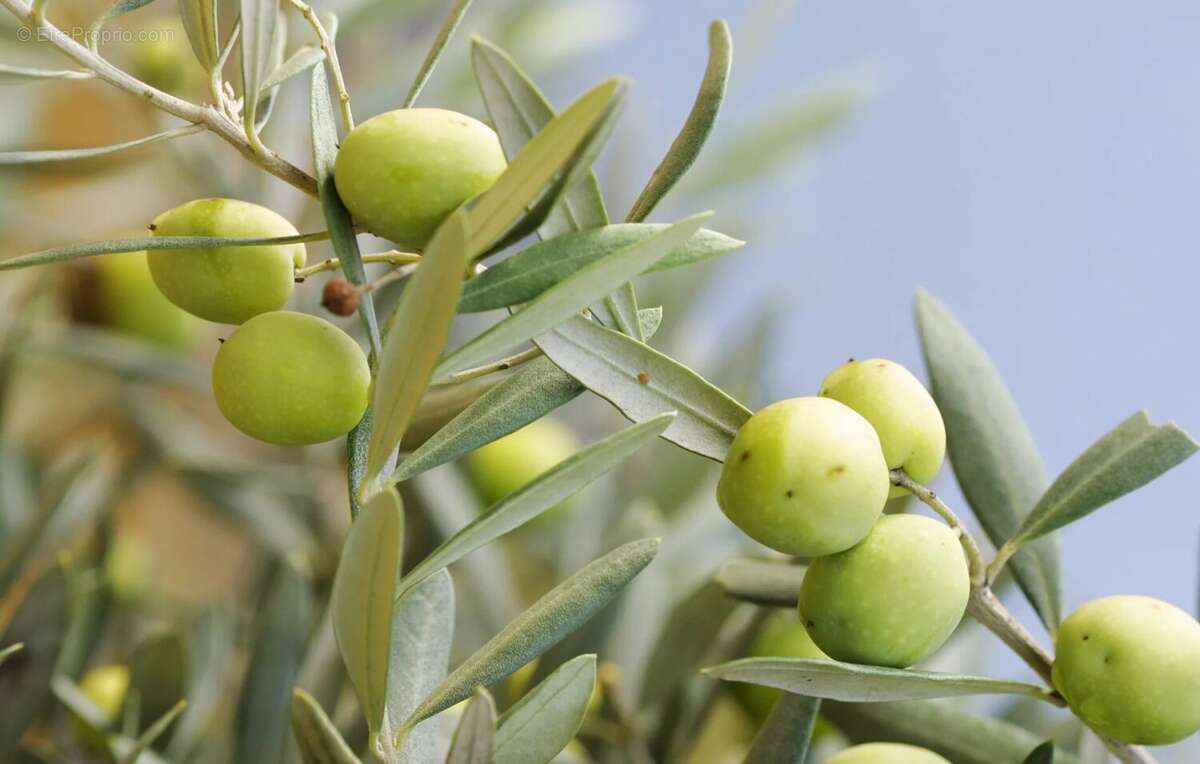 Maison à MOISSAC-BELLEVUE