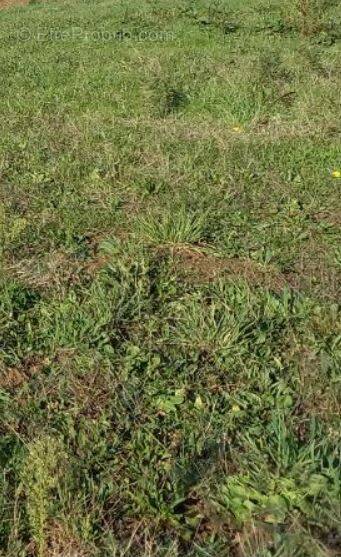 Terrain à SAINT-MICHEL-CHEF-CHEF