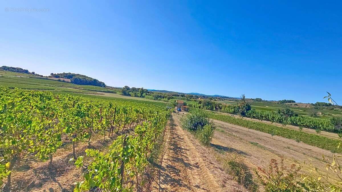 Photo 3 - Terrain à PUISSERGUIER