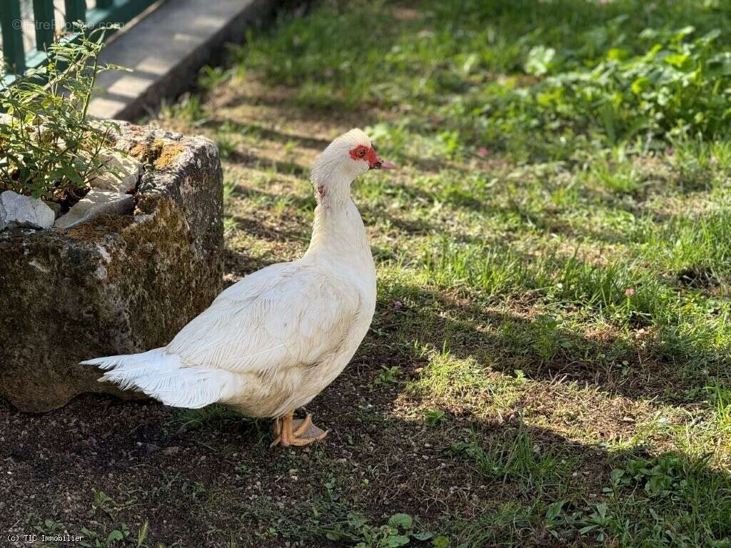 Maison à VILLEFAGNAN