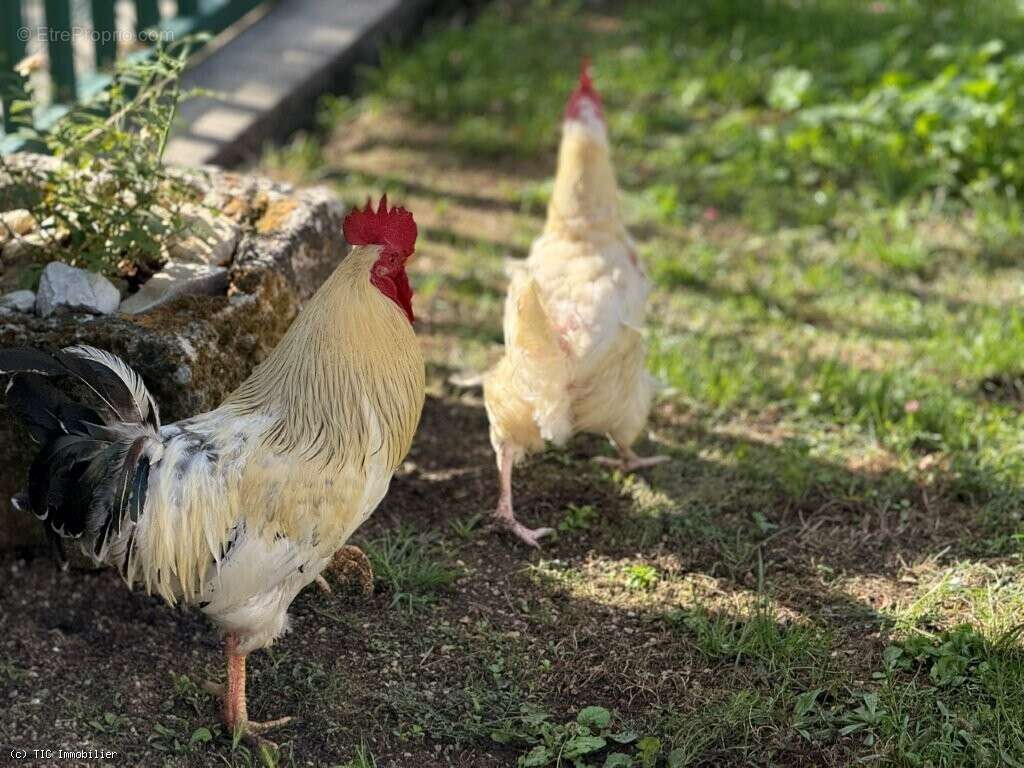 Maison à VILLEFAGNAN