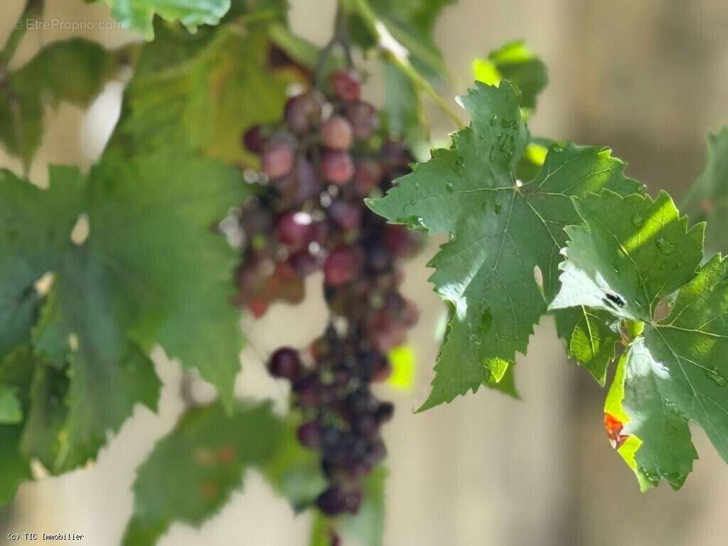 Maison à VILLEFAGNAN