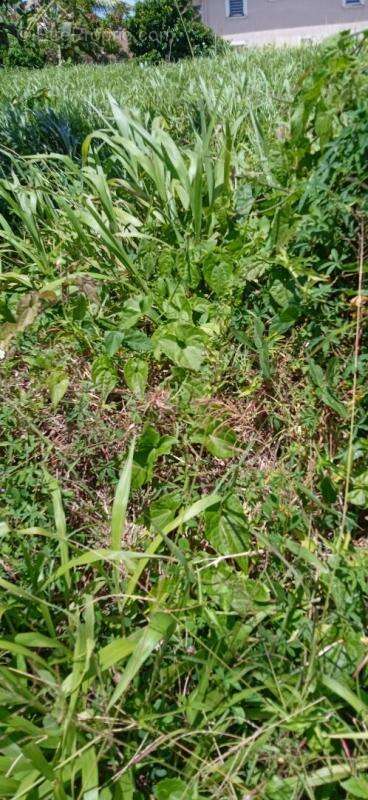 Terrain à BASSE-POINTE