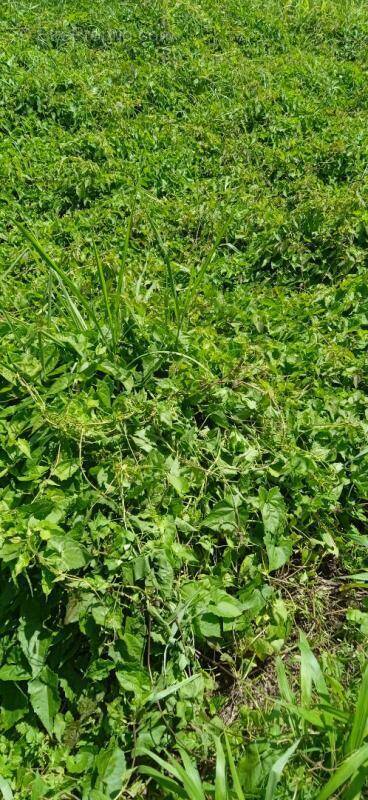 Terrain à BASSE-POINTE