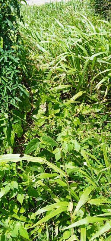 Terrain à BASSE-POINTE