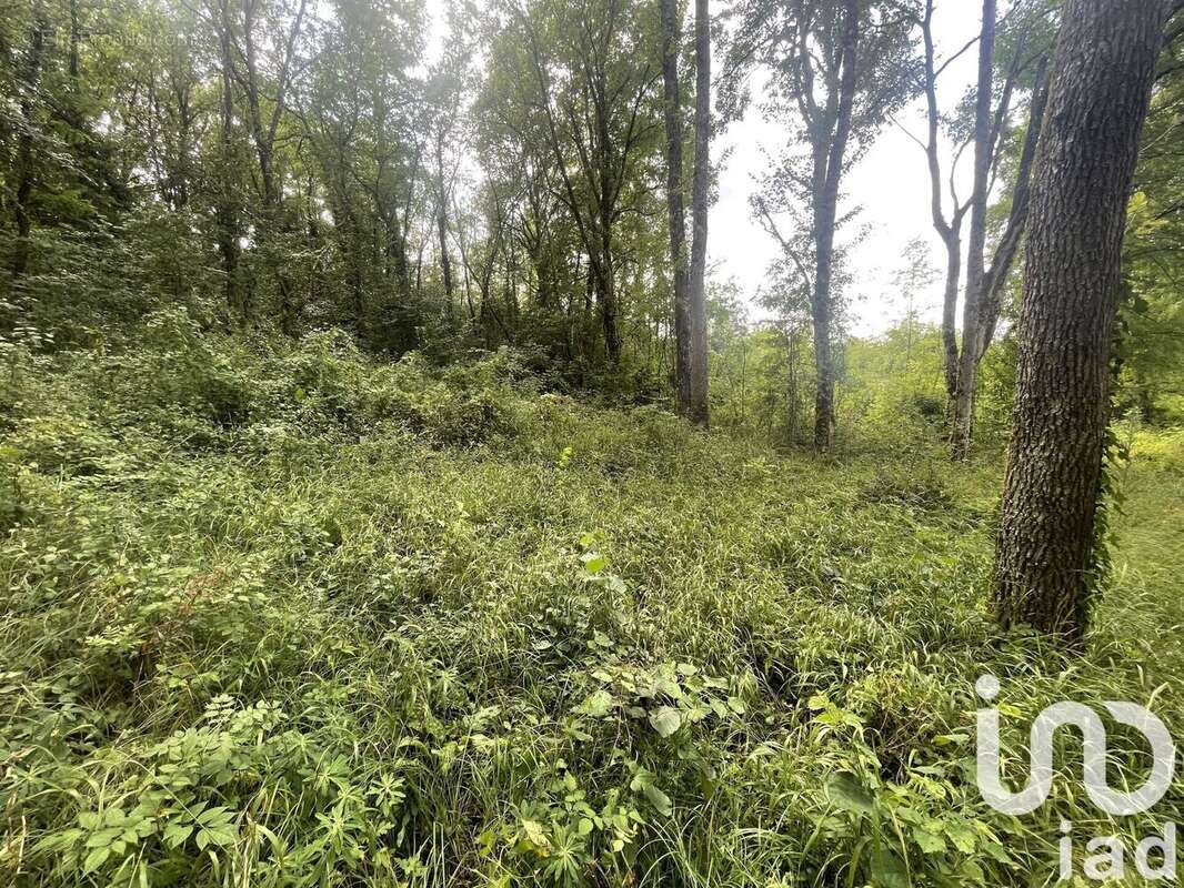 Photo 2 - Terrain à TERRASSON-LAVILLEDIEU