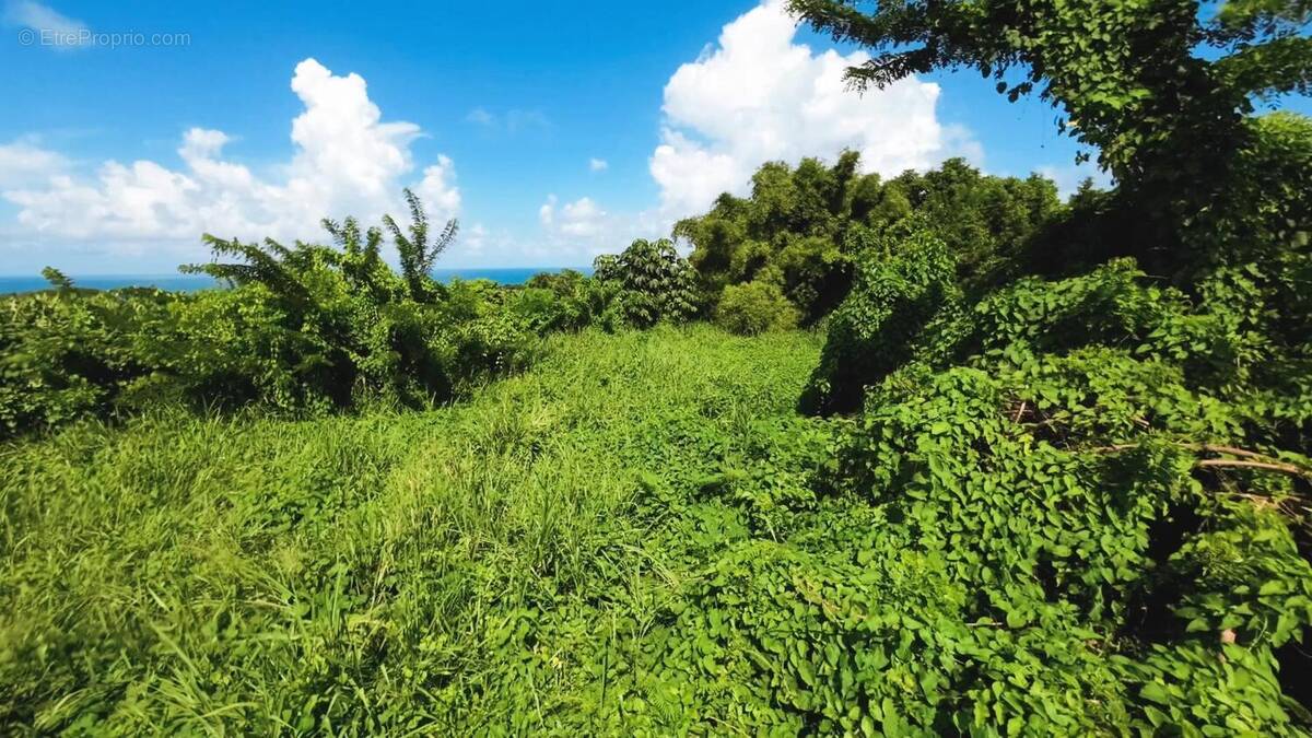 Photo 1 - Terrain à BASSE-POINTE