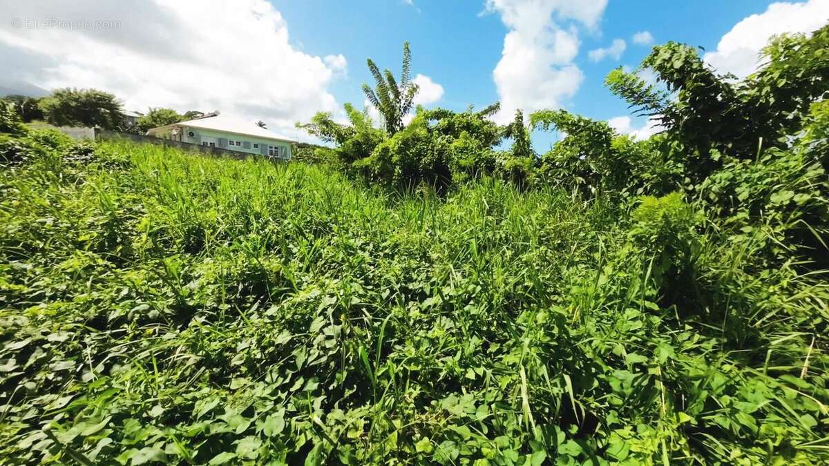 Photo 4 - Terrain à BASSE-POINTE