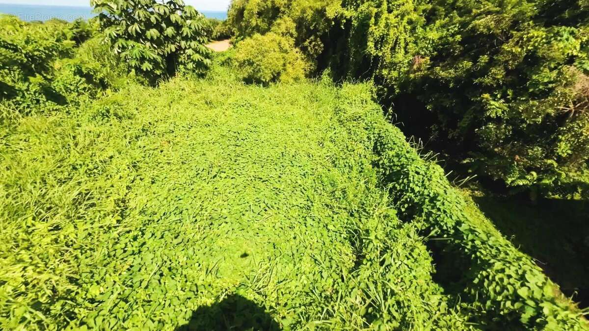 Photo 6 - Terrain à BASSE-POINTE